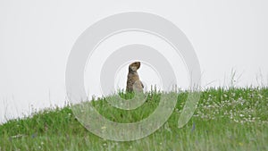 Real Wild Marmot in a Meadow Covered With Green Fresh Grass