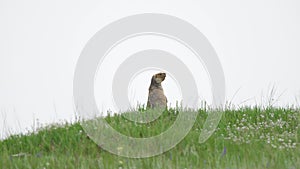 Real Wild Marmot in a Meadow Covered With Green Fresh Grass