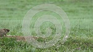 Real Wild Marmot in a Meadow Covered With Green Fresh Grass