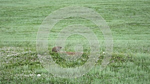 Real Wild Marmot in a Meadow Covered With Green Fresh Grass