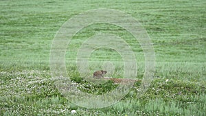 Real Wild Marmot in a Meadow Covered With Green Fresh Grass