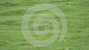 Real Wild Marmot in a Meadow Covered With Green Fresh Grass