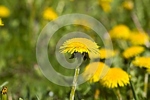 real wild yellow beautiful dandelions