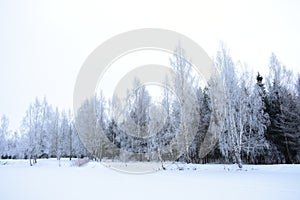 A real winter with strong frosts and huge snow drifts. Snow forest on the shore of the pond, landscape Park tree branches