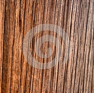 Real wood texture