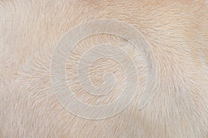 Real young albino buffalo fur texture, Natural abstract pattern animal background