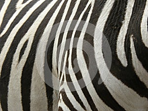 real Zebra stripes photo