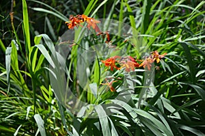 Realgar orchid blossoms in Shitiping tourist area, Taiwan Strait, Asia, China