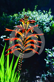 Realgar orchid flowers closeup shot