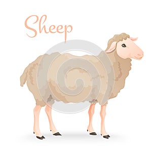 Realisic cute sheep standing on the gras with farm