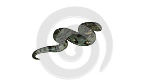 Realistic 3D Animation of an Idle Green Anaconda With Alpha Channel.