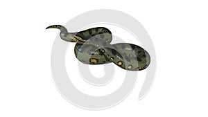 Realistic 3D Animation of an Idle Green Anaconda With Alpha Channel.n