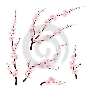 Realistic 3d Detailed Blooming Cherry Blossom. Vector
