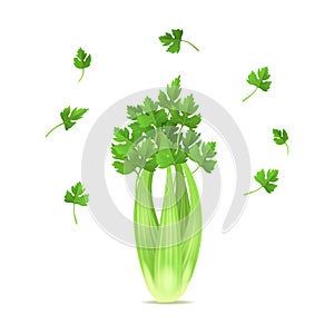 Realistic 3d Detailed Green Fresh Celery Set. Vector