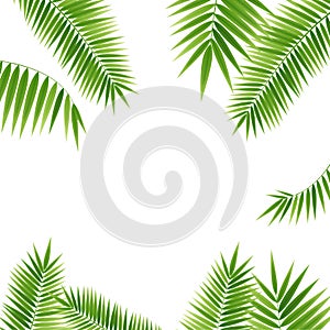 Realistic 3d Detailed Green Palm Leaf Frame. Vector