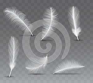 Realistic 3d Detailed White Bird Feathers Set. Vector