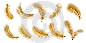 Realistic 3d fantasy bird fluffy golden feathers. Decorative gold glamour chic plume. Flying, falling and twirling soft