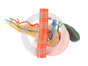 Realistic 3d illustration of human pancreas with gallbladder, duodenum and blood vessels back view