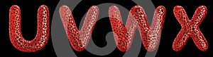 Realistic 3D letters set U, V, W, X made of red plastic.