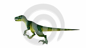 Realistic 3D rendering of a Green Velociraptor on White Background. Alpha channel.