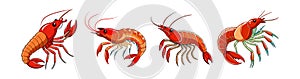Realistic Aegla Crustacean Colorful Artwork