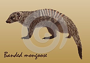 Realistic African striped mongoose, isolated