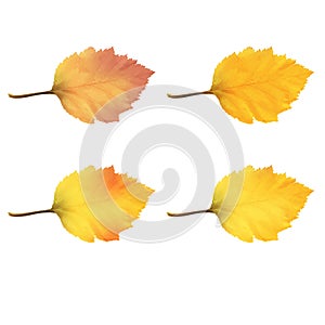 Realistic Alder Tree Leaves in Changing Fall Colors.