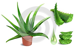 Realistic aloe plant. Aloe vera medicine potted plant, green cut pieces and leaves slices, cosmetology botany juice