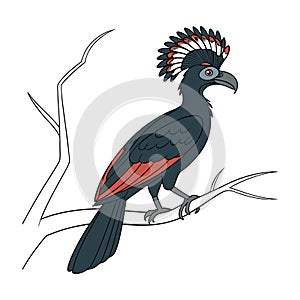 Realistic Amazonian Umbrellabird Artwork