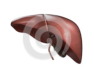Realistic anatomical model of healthy human liver with gallbladder