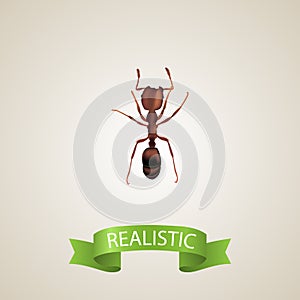 Realistic Ant Element. Vector Illustration Of Realistic Emmet Isolated On Clean Background. Can Be Used As Emmet, Ant