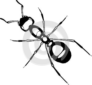 Realistic ant vector on white background