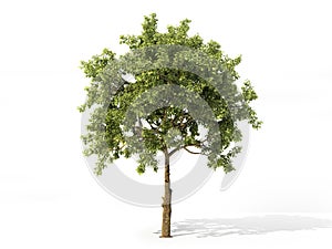 Realistic apple tree isolated on a white. 3d illustration