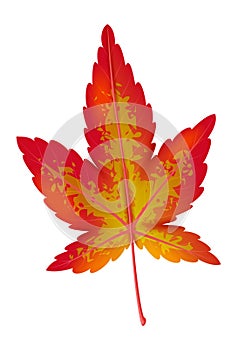 Realistic autumn leaf. Red and orange maple foliage, bright colors fall botany, isolated decorative element on white background,