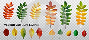 Realistic autumn leaves. Fall orange wood foliage of chestnut and maple. Oak and ash, linden and birch leaf isolated