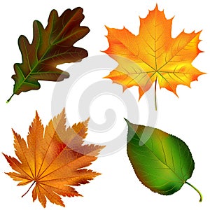Realistic autumn leaves. Vector illustration