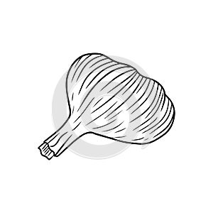 Realistic back garlic illustration in black isolated on white background. Hand drawn vector sketch illustration in doodle engraved