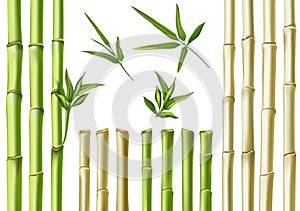 Realistic bamboo sticks. 3d green and brown branches, stem and leaves. Nature botanical hollow canes. Asian bamboo eco