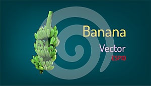 Realistic banana fruit and branch elements. vector illustration eps10