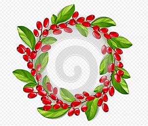 Realistic barberry wreath, transparent background