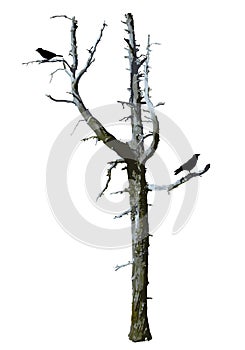Realistic bare scary tree vector with birds.