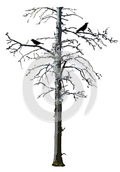 Realistic bare scary tree vector with birds.