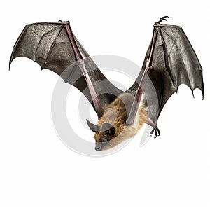 Realistic Bat In Flight: Colorized, Dignified Poses On White Background