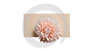 Realistic Beautiful Dahlia Flower at Paper Card Mockup in Pastel Peach