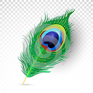 Realistic beautiful peacock feather illustration on Transparent png background