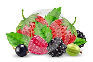 Realistic berries vector. Strawberry, raspberry, goose berry, blackberry isolated on white background