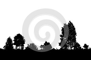 Realistic birch trees silhouette Vector illustration. photo