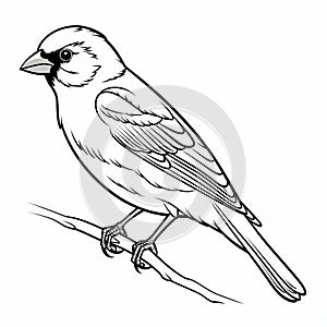 Realistic Bird Coloring Pages: Finch Outline For Children\'s Coloring Book