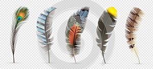 Realistic bird feathers. Detailed colorful feather of different birds. 3d vector collection isolated on transparent