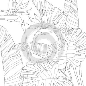 Realistic bird of paradise flowers and tropical monstera leafs sketch template.